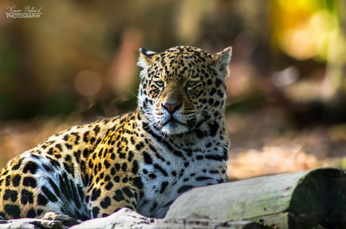Jaguar au regard intense