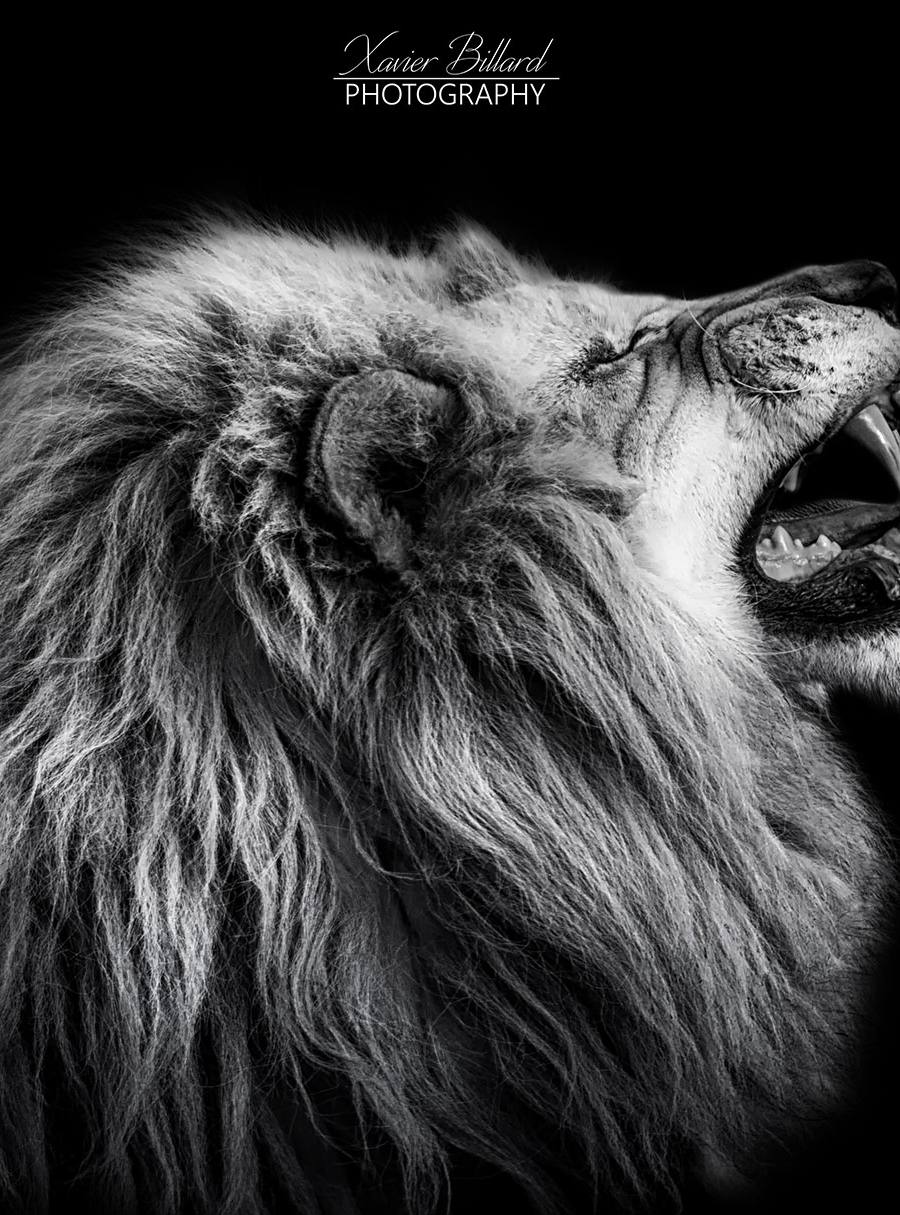 Lion rugissant en noir et blanc