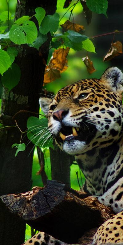 Jaguar allongé dans la végétation