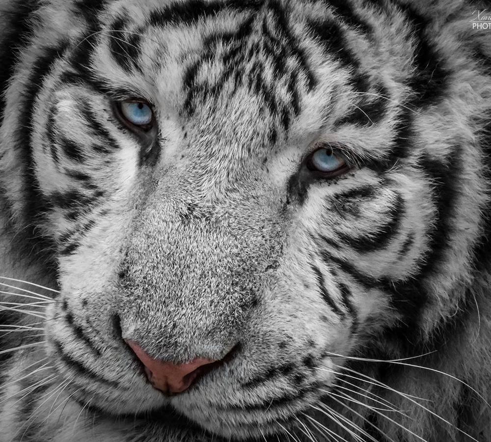 Tigre blanc
