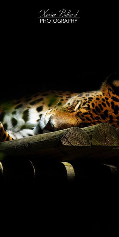 Jaguar endormi dans un rai de lumière