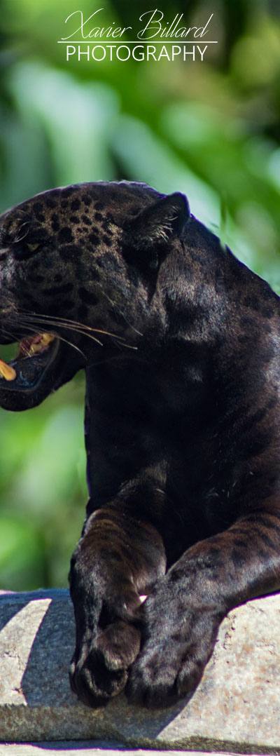 Jaguar noir sur un rocher
