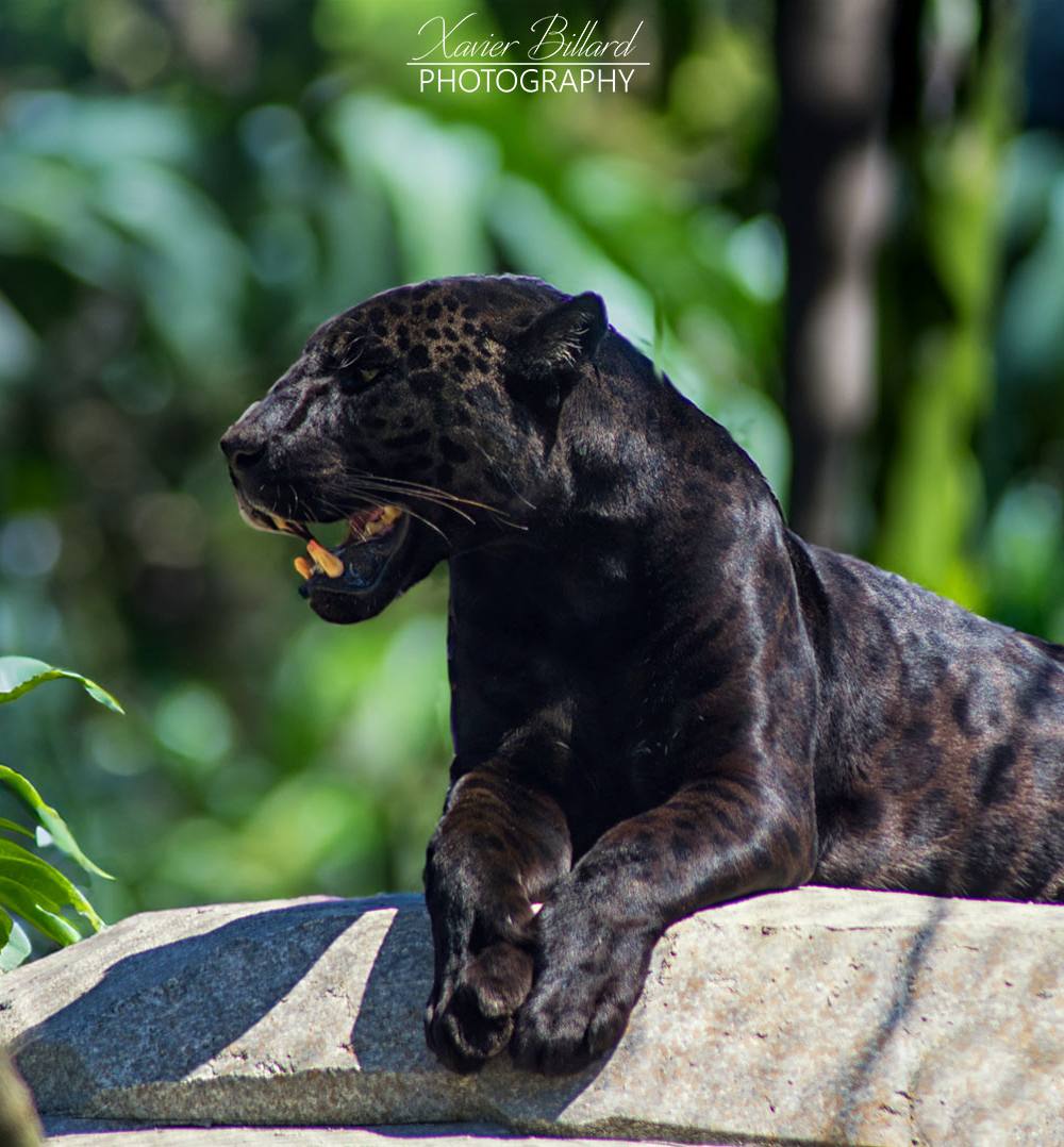 Jaguar noir